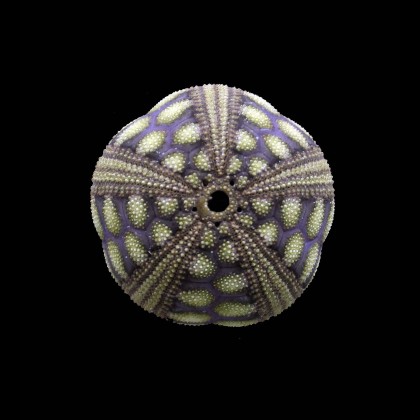 rousseaui 39,0mm