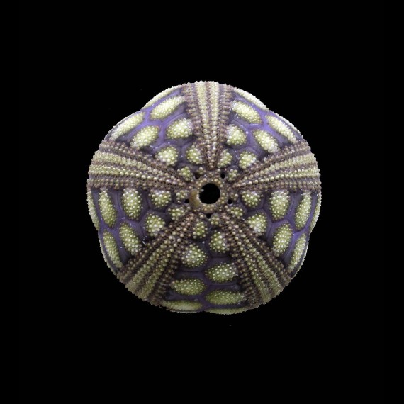 rousseaui 39,0mm