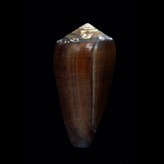 pennaceus vezoi 69,4mm BIG