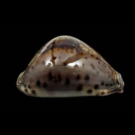 valentia 91,0mm DARK