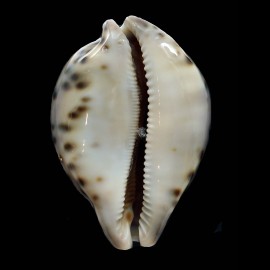valentia 91,0mm DARK