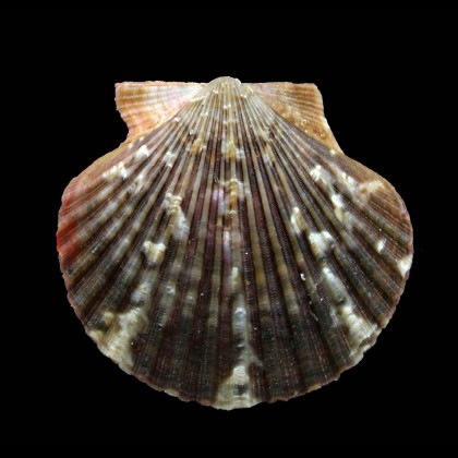 flabellum 58,0mm
