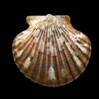 flabellum 60,0mm