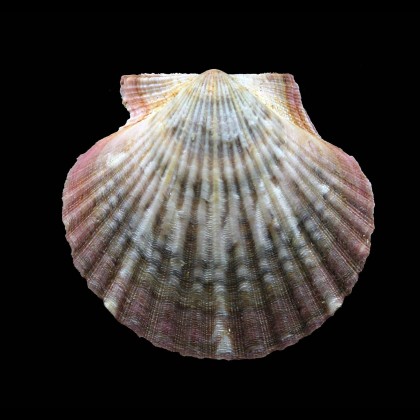 flabellum 58,0mm