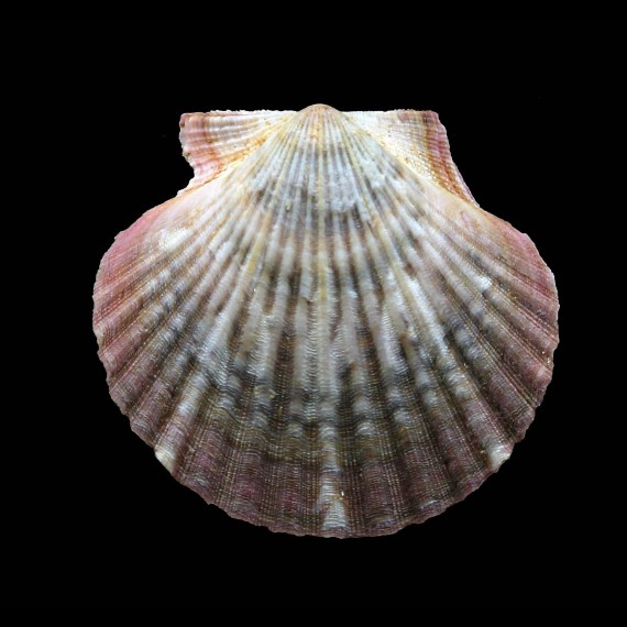 flabellum 58,0mm