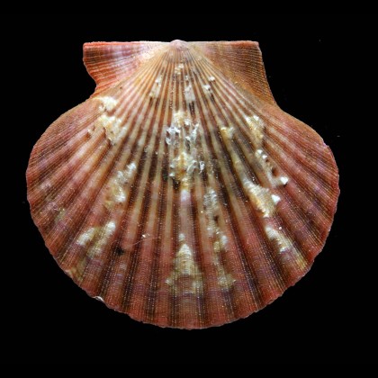 flabellum 66,0mm BIG