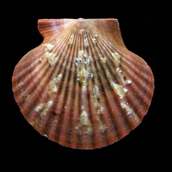 flabellum 66,0mm BIG