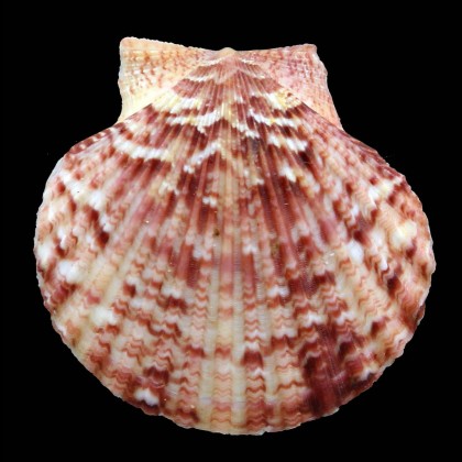 opercularis 56,0mm