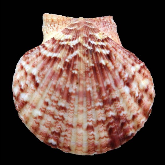 opercularis 56,0mm