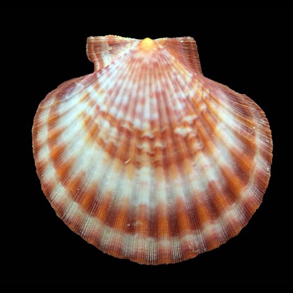 opercularis 57,0mm