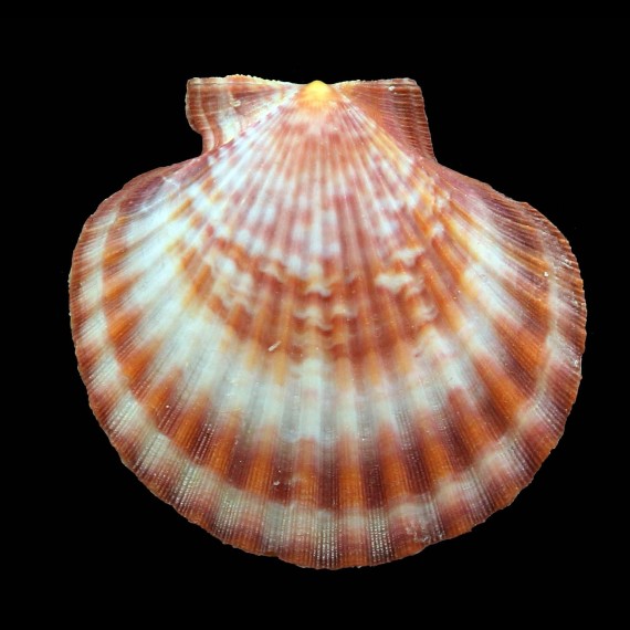 opercularis 57,0mm