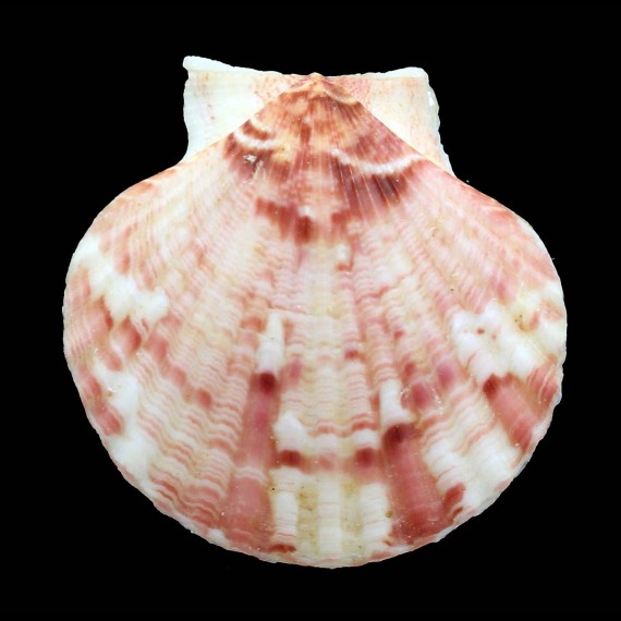 opercularis 58,0mm