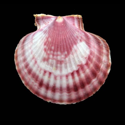opercularis 62,0mm