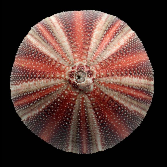 esculentus 124,0mm GREAT COLOR