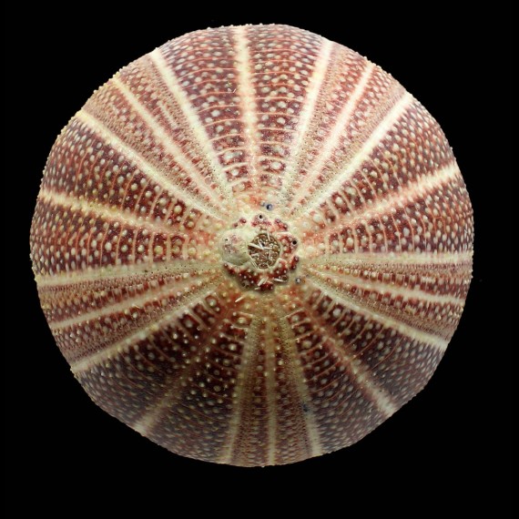esculentus 140,0mm MONSTER