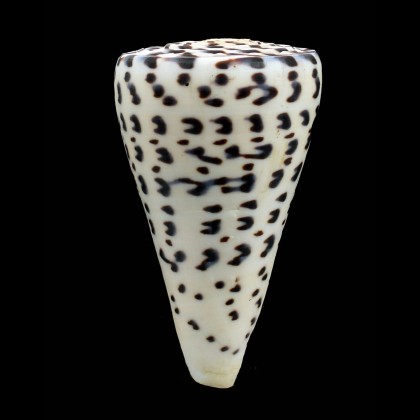 litterarus 102,0mm SP