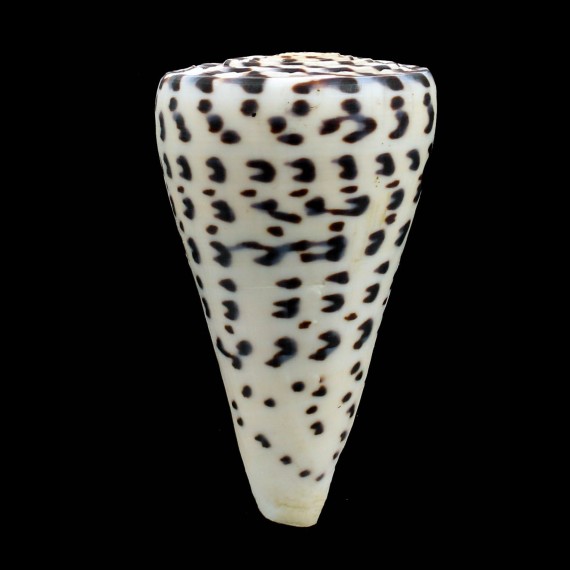 litterarus 102,0mm SP