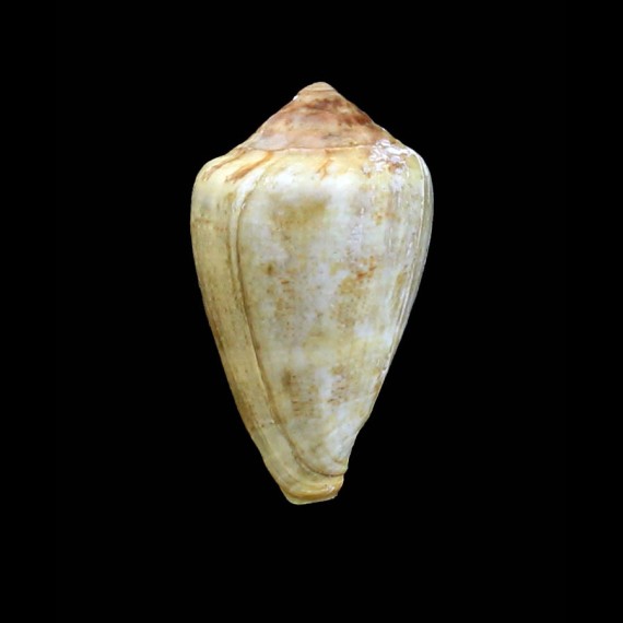 ventricosus 48,0mm big