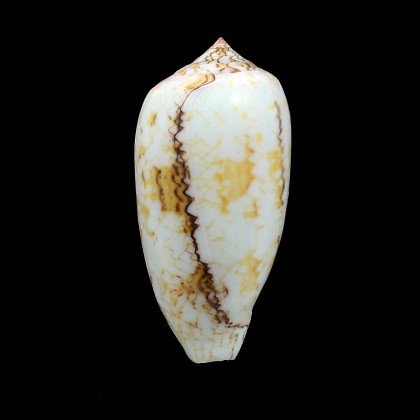 textile tricincta 76,0mm BIG
