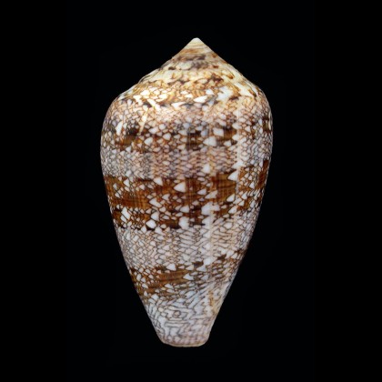 archiepiscopus 62,0mm