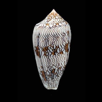 archiepiscopus 64,0mm SUPERB