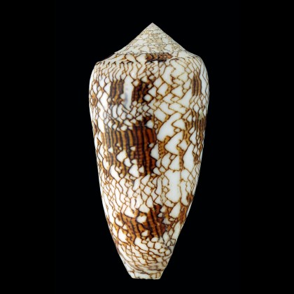textile neovicarius 96,0mm GIANT