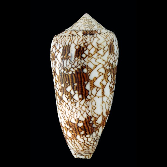 textile neovicarius 96,0mm GIANT