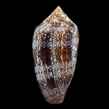 textile 80,5mm