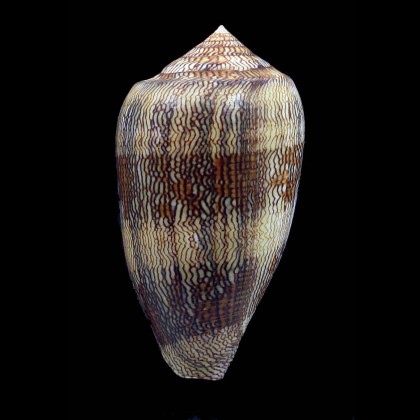 textile eumitus 76,5mm BIG