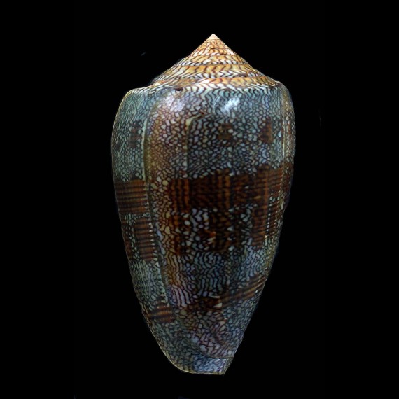 textile eumitus 81,0mm MONSTER