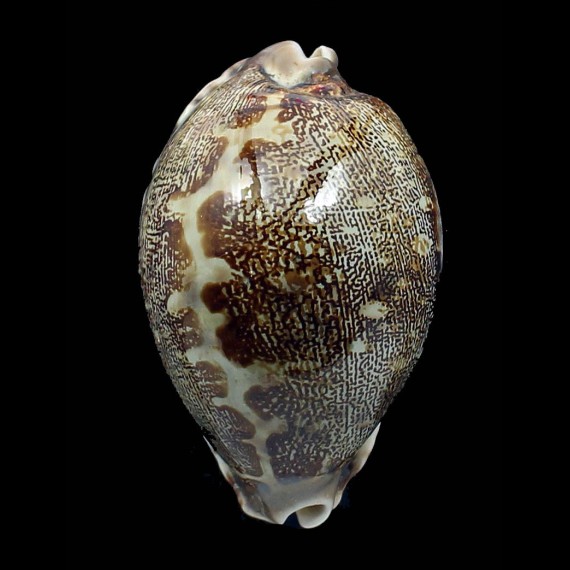 rosea ultraviola 71,0mm