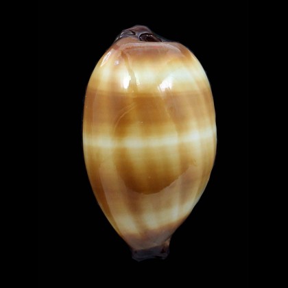 talpa 79,0mm