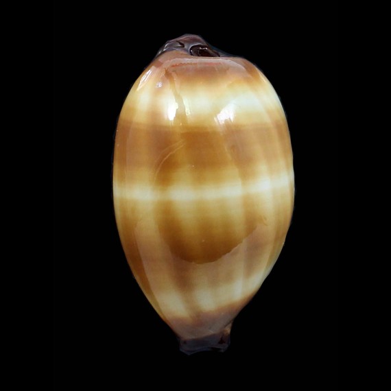 talpa 79,0mm