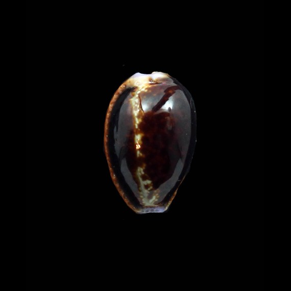 helvola 23,0mm DARK