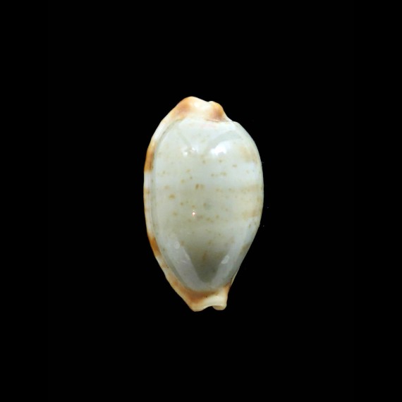 diauges 30,0mm