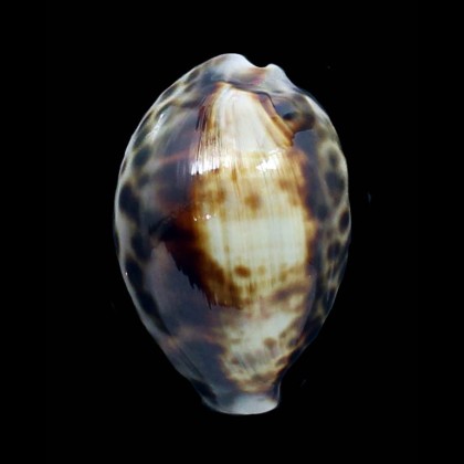 tigris 53,0mm SP