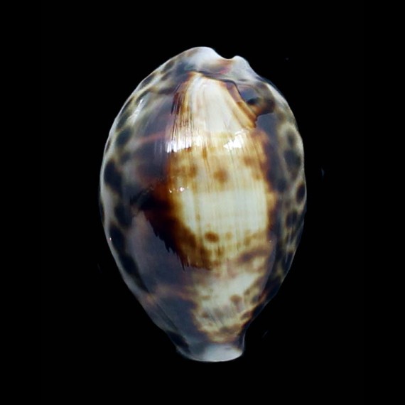tigris 53,0mm SP