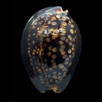 mauritiana 100,0mm