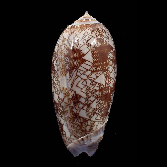porphyria 103,5mm