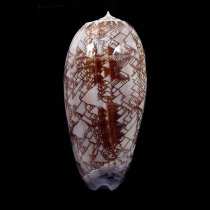 porphyria 104,0mm