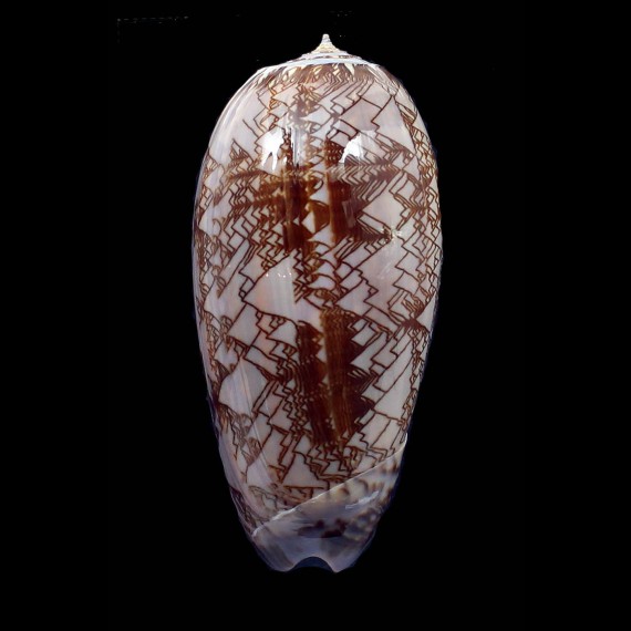porphyria 104,0mm