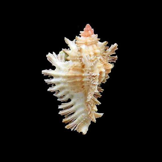 dilectus 43,0mm