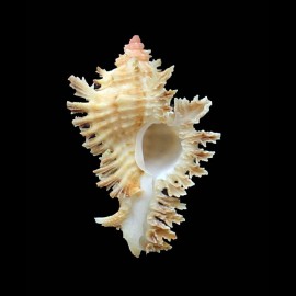 dilectus 43,0mm