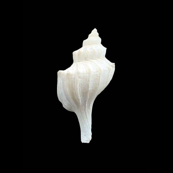 xestra 33,0mm