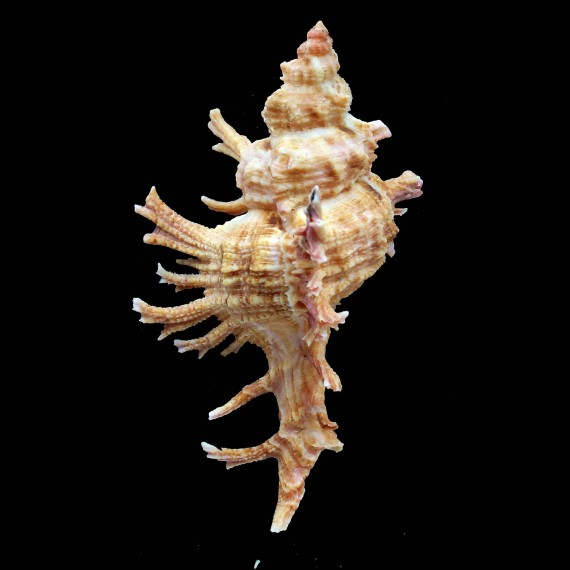 allaryi 115,5mm
