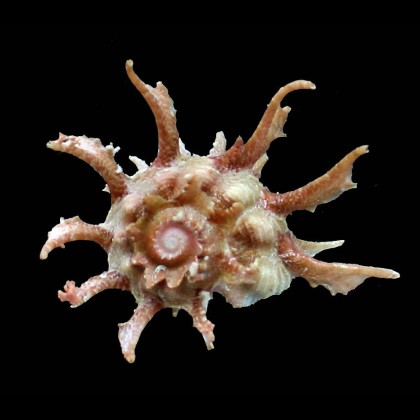 sphaerula 66,0mm