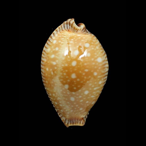 guttata surinensis 51,8mm