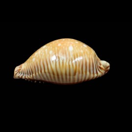 guttata surinensis 51,8mm