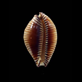 guttata surinensis 51,8mm