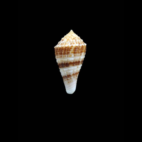eucoronatus 33,0mm